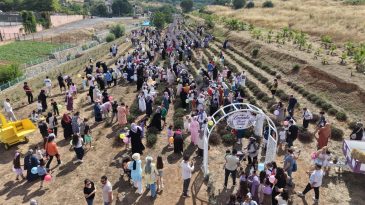 Kocaeli’de görsel şölen: Mor tarlalarda mis kokulu lavanta hasadı