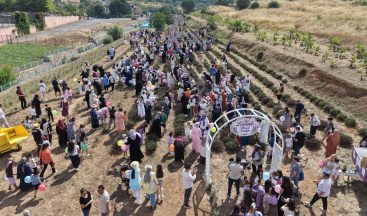 Kocaeli’de görsel şölen: Mor tarlalarda mis kokulu lavanta hasadı