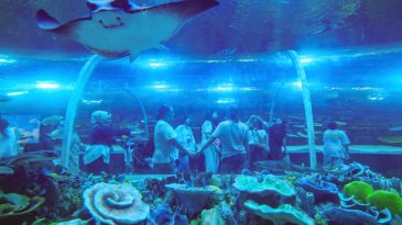 Körfez Aqua 190 bin barajına dayandı, tünel akvaryum hayran bıraktı