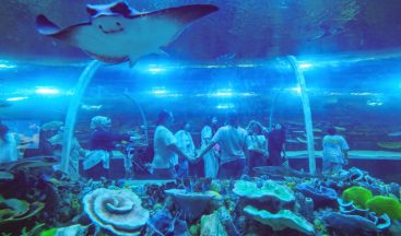 Körfez Aqua 190 bin barajına dayandı, tünel akvaryum hayran bıraktı