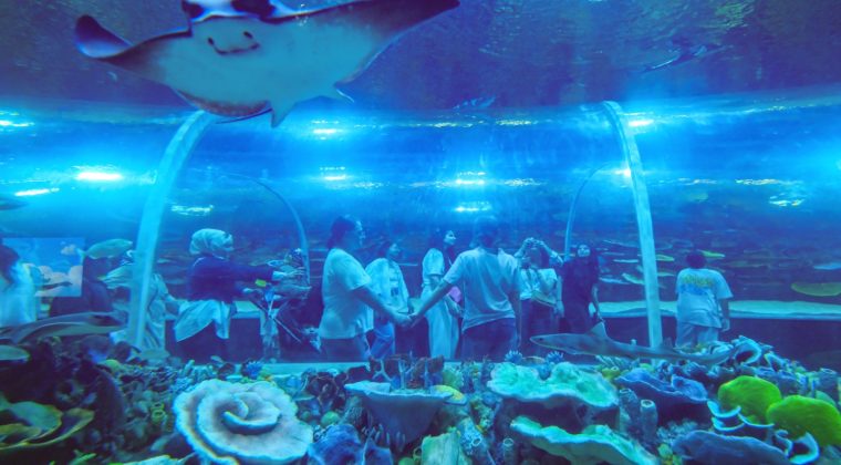 Körfez Aqua 190 bin barajına dayandı, tünel akvaryum hayran bıraktı
