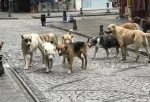 Kefken’de başıboş köpek dehşeti: Yere düşen yaşlı kadın hastanelik oldu