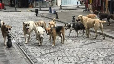 Kefken’de başıboş köpek dehşeti: Yere düşen yaşlı kadın hastanelik oldu