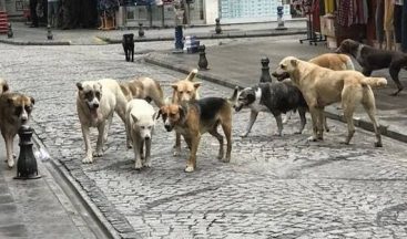 Kefken’de başıboş köpek dehşeti: Yere düşen yaşlı kadın hastanelik oldu