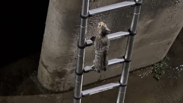 İzmit’te gülümseten anlar: Mahsur kalan kedi merdiveni görünce kendi kendini kurtardı