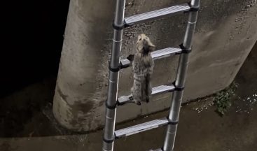 İzmit’te gülümseten anlar: Mahsur kalan kedi merdiveni görünce kendi kendini kurtardı