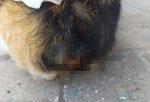 Kocaeli’de şok olay! Büyü için kedilerin kuyruklarını kesiyorlar