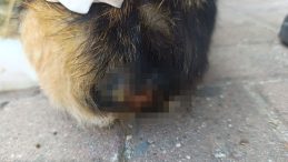 Kocaeli’de şok olay! Büyü için kedilerin kuyruklarını kesiyorlar