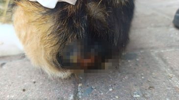 Kocaeli’de şok olay! Büyü için kedilerin kuyruklarını kesiyorlar