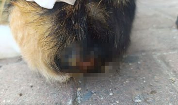 Kocaeli’de şok olay! Büyü için kedilerin kuyruklarını kesiyorlar