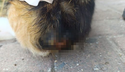 Kocaeli’de şok olay! Büyü için kedilerin kuyruklarını kesiyorlar