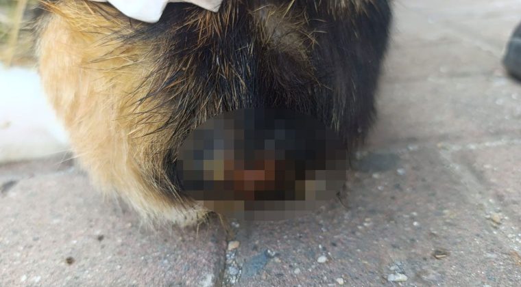 Kocaeli’de şok olay! Büyü için kedilerin kuyruklarını kesiyorlar