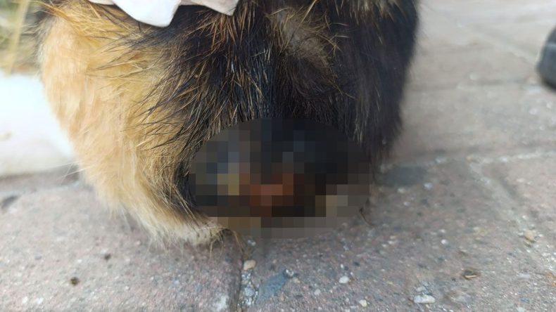 Kocaeli’de şok olay! Büyü için kedilerin kuyruklarını kesiyorlar