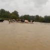 Kocaeli’de merayı su bastı! Hayvanlar mahsur kaldı