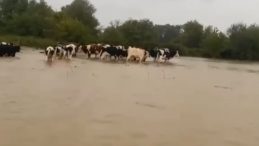 Kocaeli’de merayı su bastı! Hayvanlar mahsur kaldı