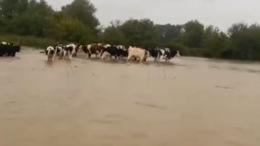 Kocaeli’de merayı su bastı! Hayvanlar mahsur kaldı