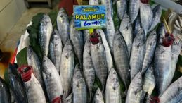Palamut’ta bolluk var: İşte balık pazarında balık fiyatları