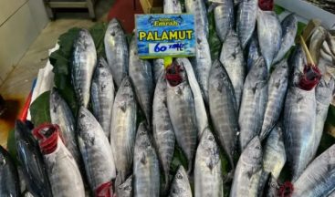 Palamut’ta bolluk var: İşte balık pazarında balık fiyatları