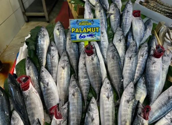 Palamut’ta bolluk var: İşte balık pazarında balık fiyatları