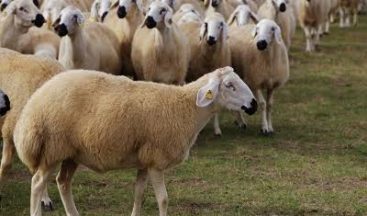 Kocaeli’de hayvan besleme kavgası! 3 kişi tutuklandı