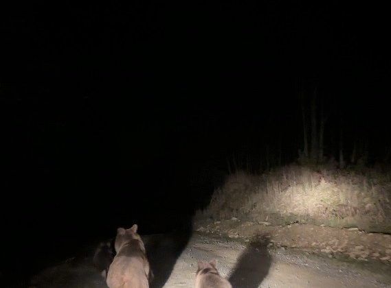 Mantar toplamaya giderken ayı ailesi ile karşılaştılar: O anlar kamerada