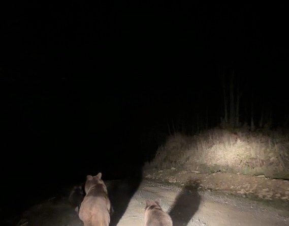 Mantar toplamaya giderken ayı ailesi ile karşılaştılar: O anlar kamerada