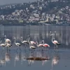 İzmit Körfezi’nde flamingolar görsel şölen oluşturdu