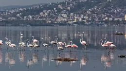 İzmit Körfezi’nde flamingolar görsel şölen oluşturdu