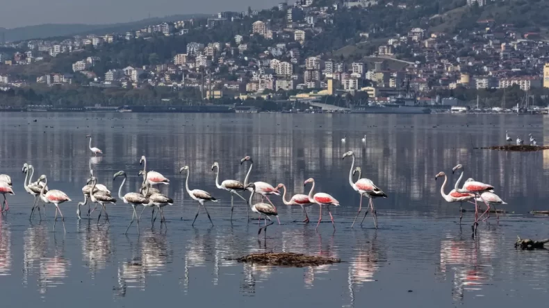 İzmit Körfezi’nde flamingolar görsel şölen oluşturdu