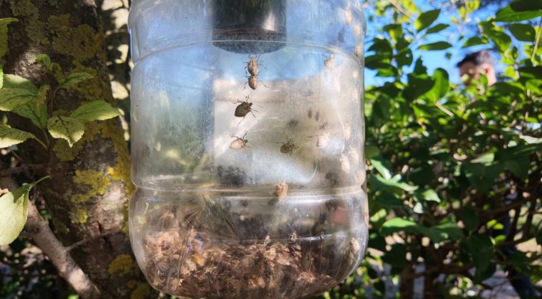 Kahverengi kokarca tehlikesi Kandıra’ya sıçradı