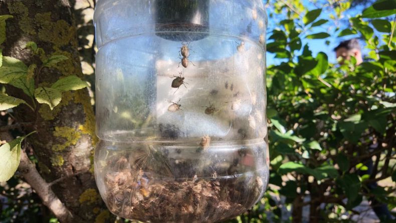 Kahverengi kokarca tehlikesi Kandıra’ya sıçradı